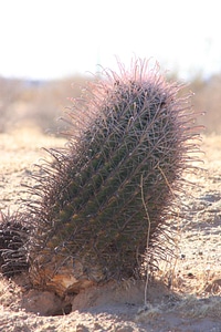 Barrel cactus domestic photo