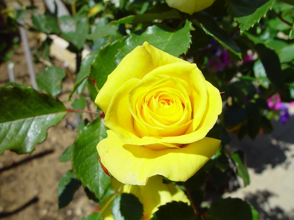 Pink yellow 