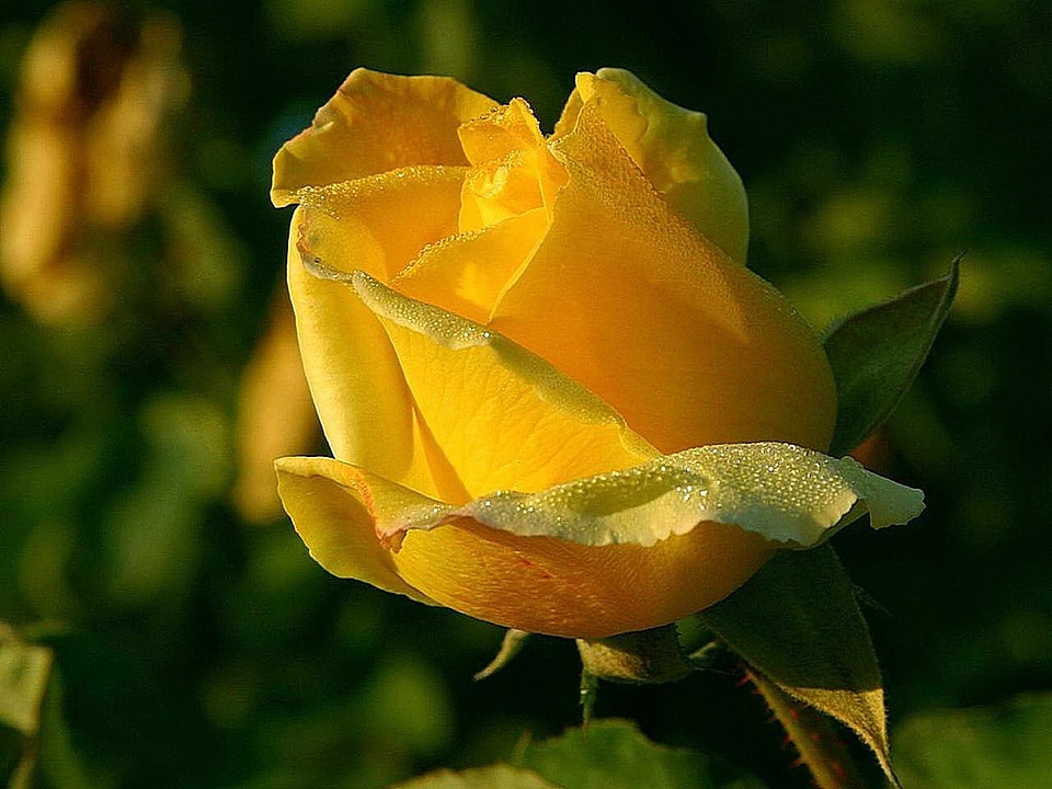 Beautiful Photo blossoming close