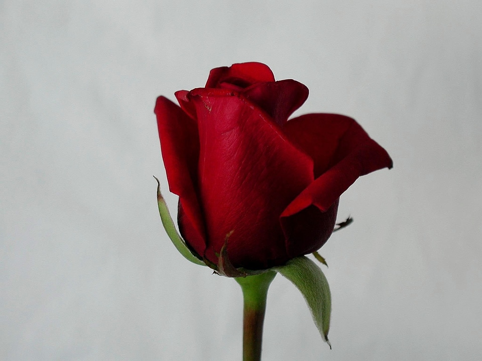 Blossoming detailed image