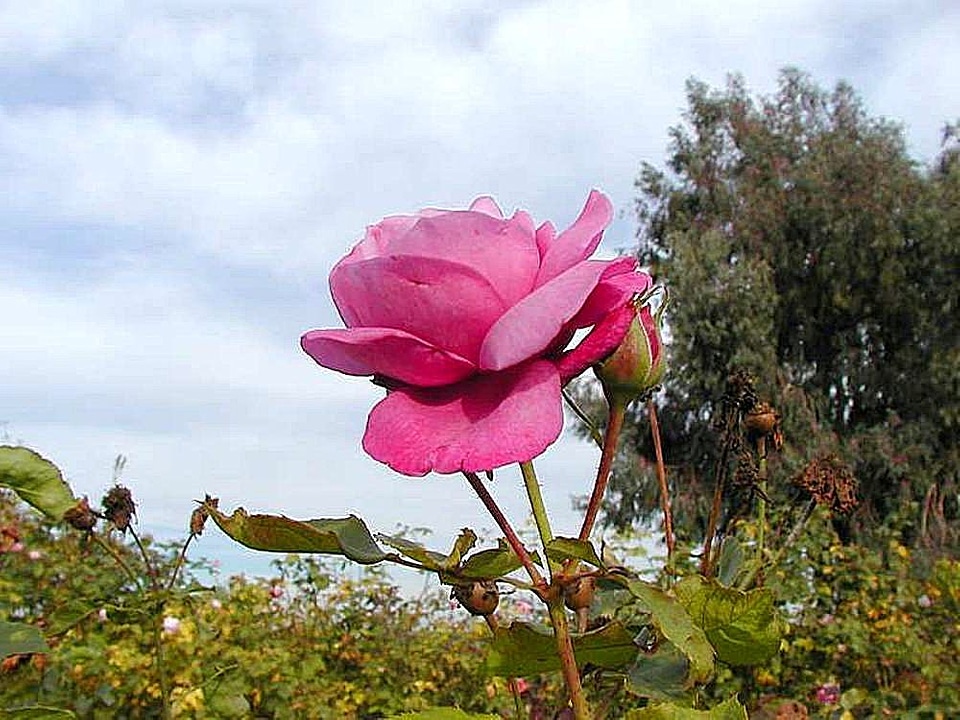 Clouds crops flowers