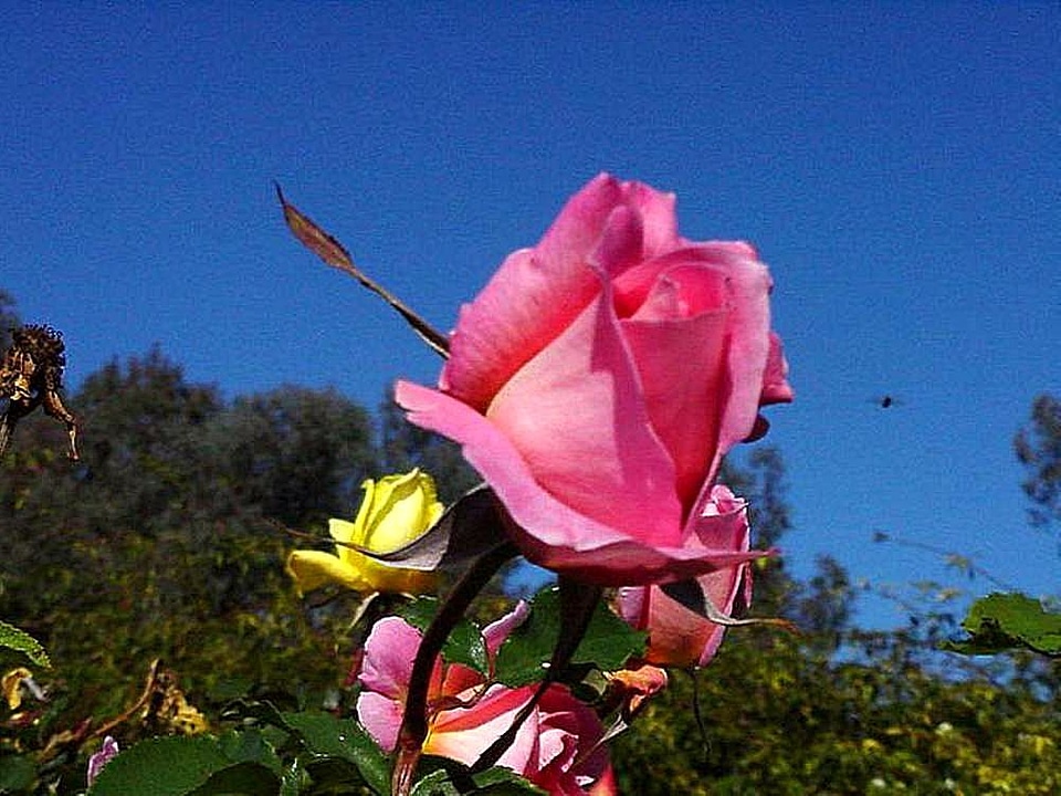 Balboa park pink