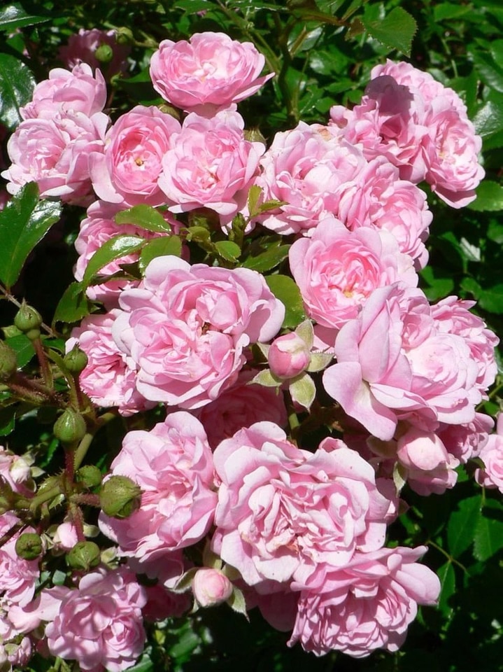 Bush garden pink