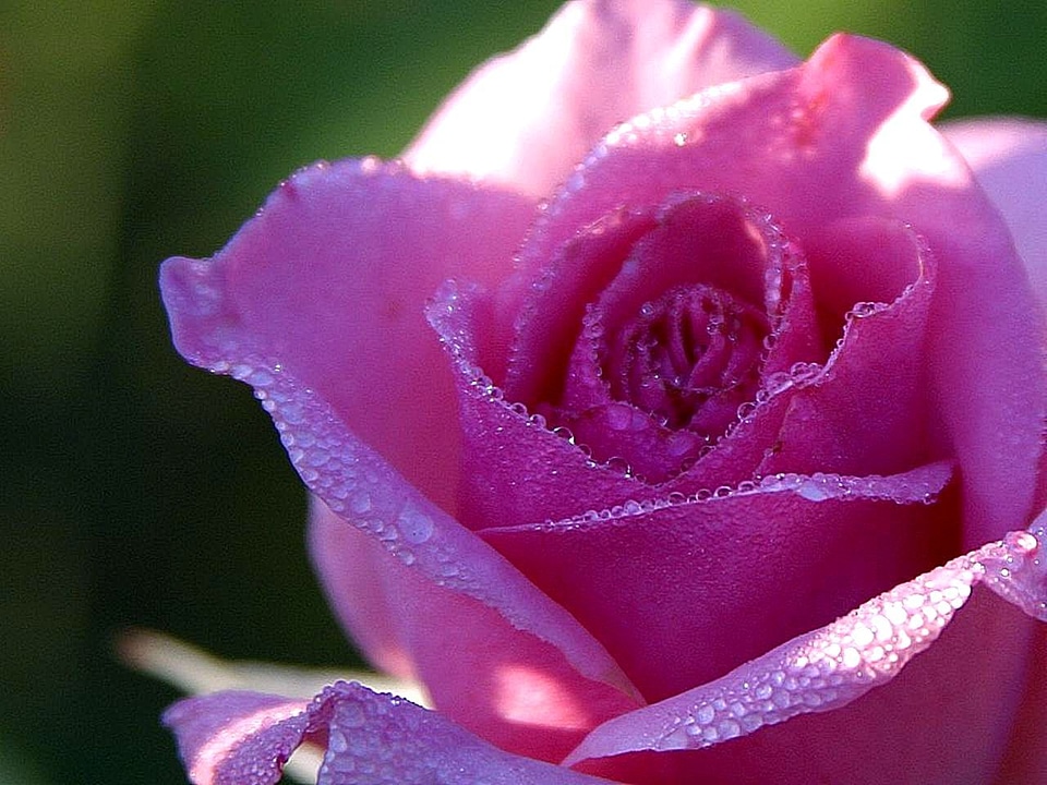 Blossoming dew pink photo