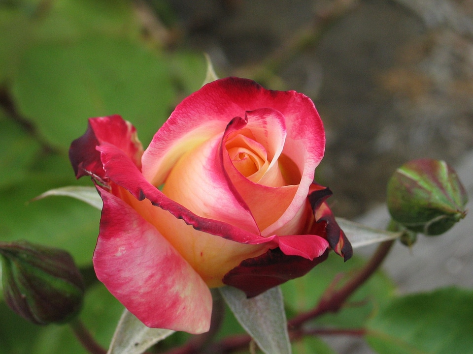 Blossoming bud pink