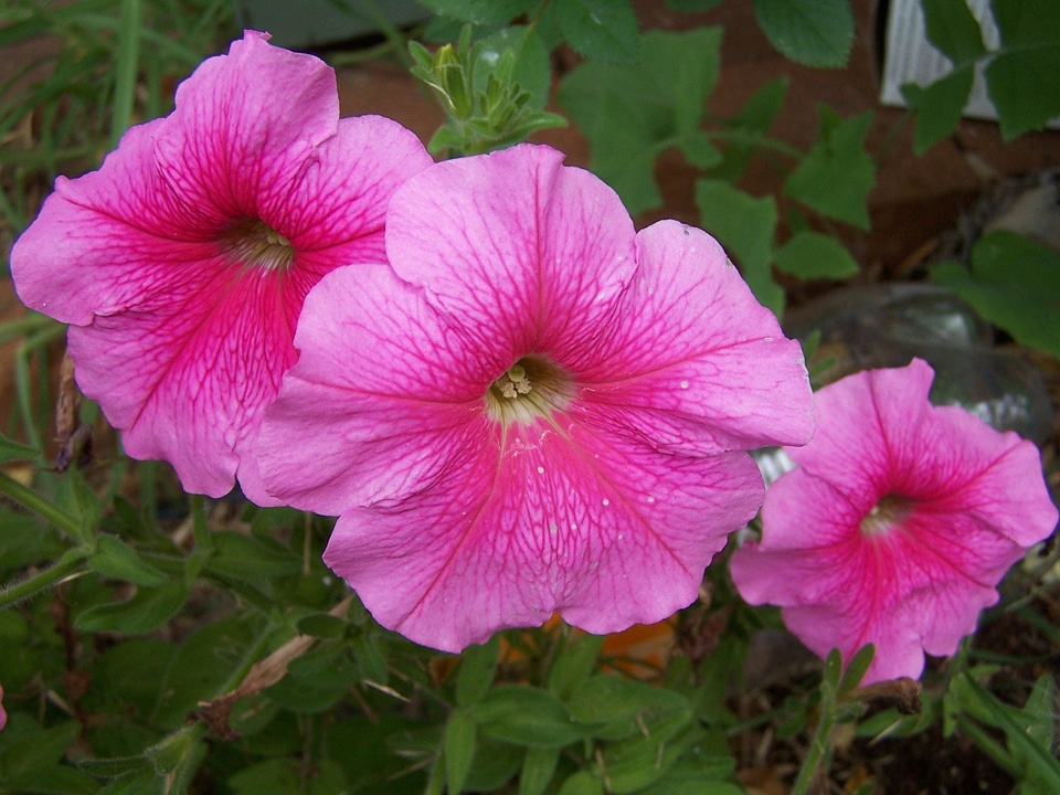 Flowers pink trumpet