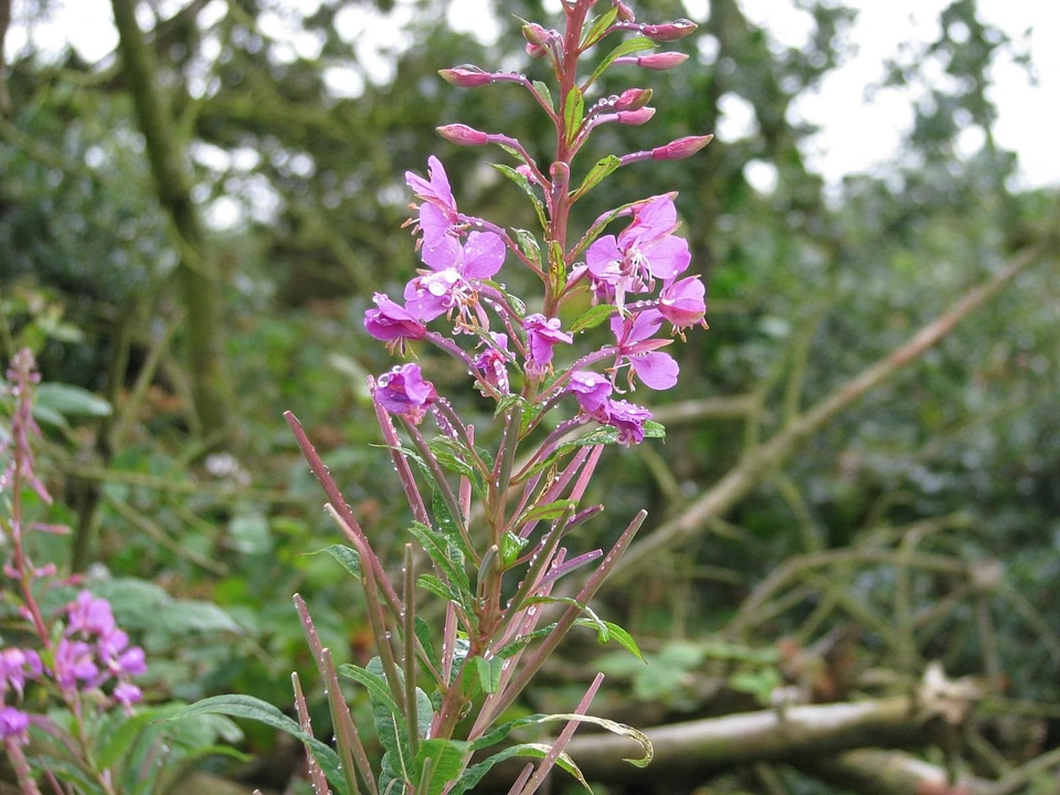 Blossom blossoming Chamaenerion angustifolium