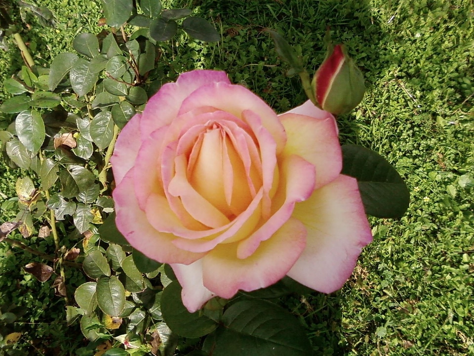 Macro pink yellow