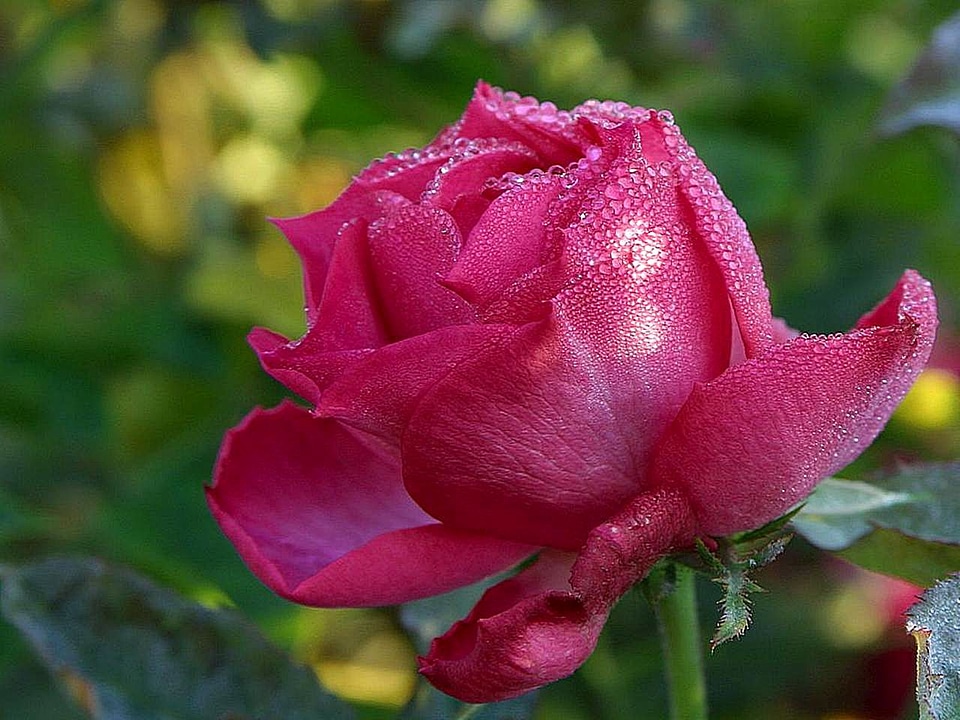 Park pink red