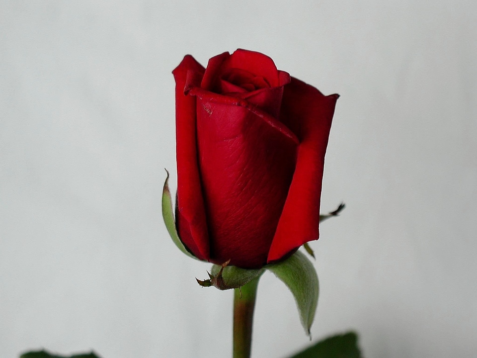 Bloom detailed image
