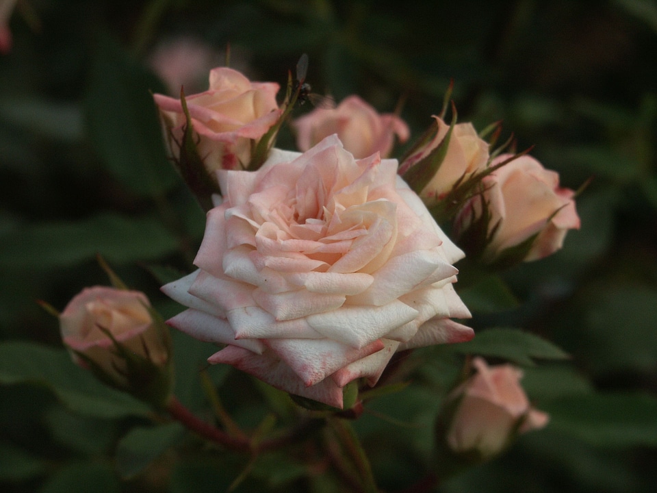 Light pink 