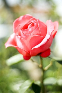 Garden pink 