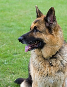 Gsd german shepherd dog portrait photo