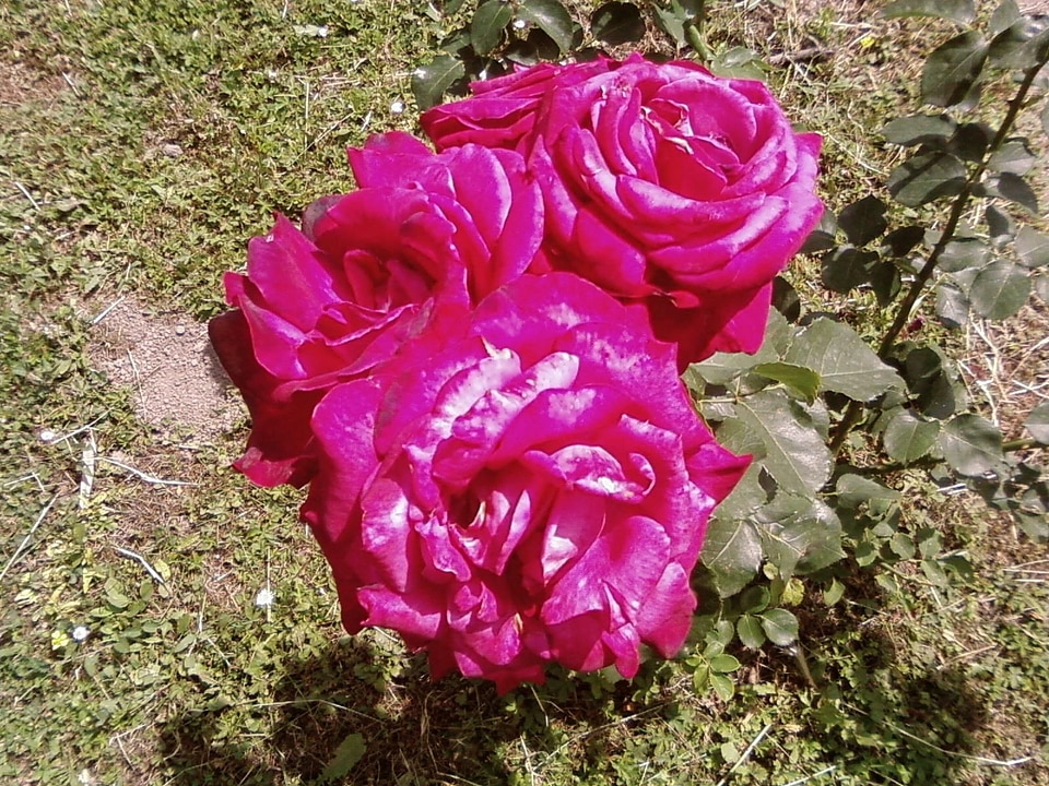 Garden red 