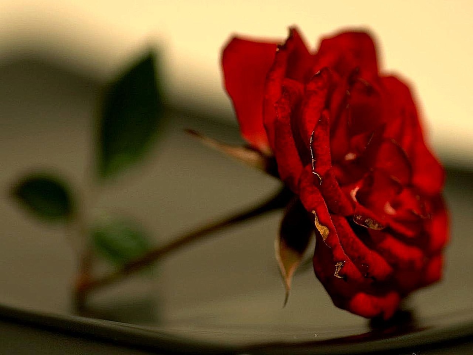 Flowers red 
