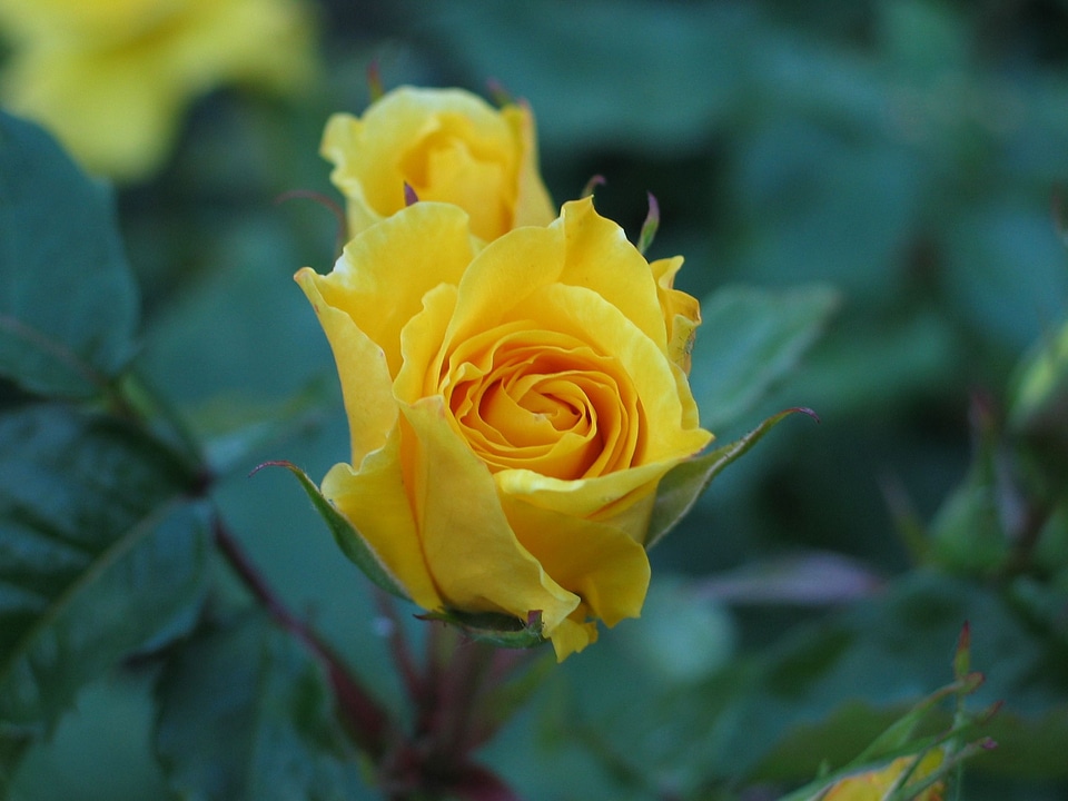 Blossom pink yellow