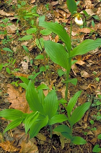 Blossoming haulm orchid