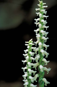 Haulm orchid white