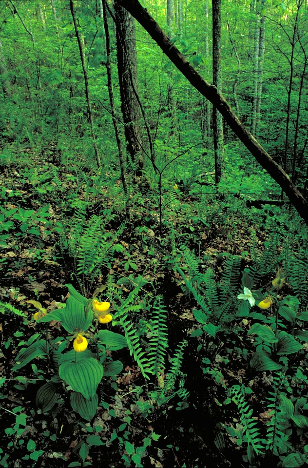 Forest orchid yellow