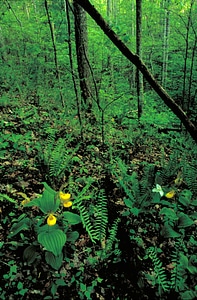 Forest orchid yellow