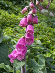 Digitalis purpurea flower rosa