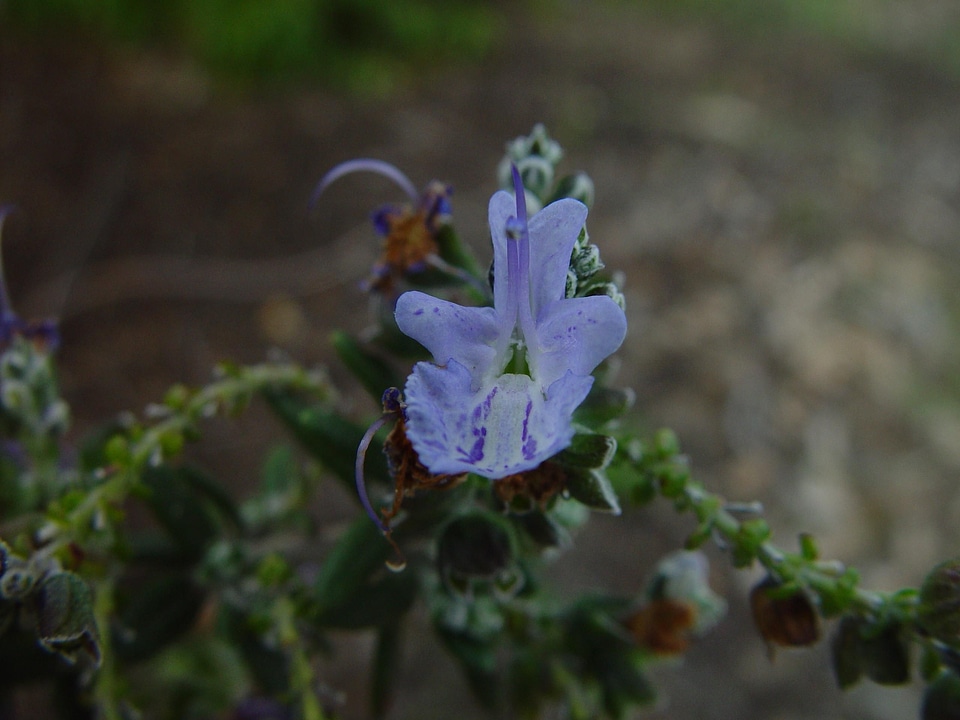 Blue blue orchid little