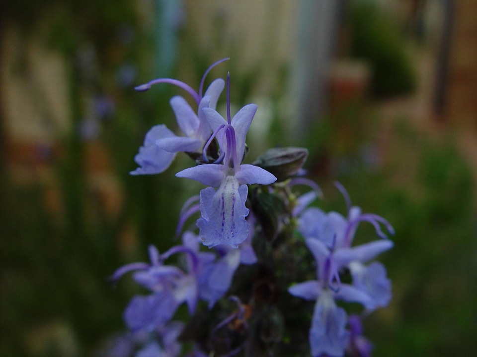 Blossoming flowers lilac