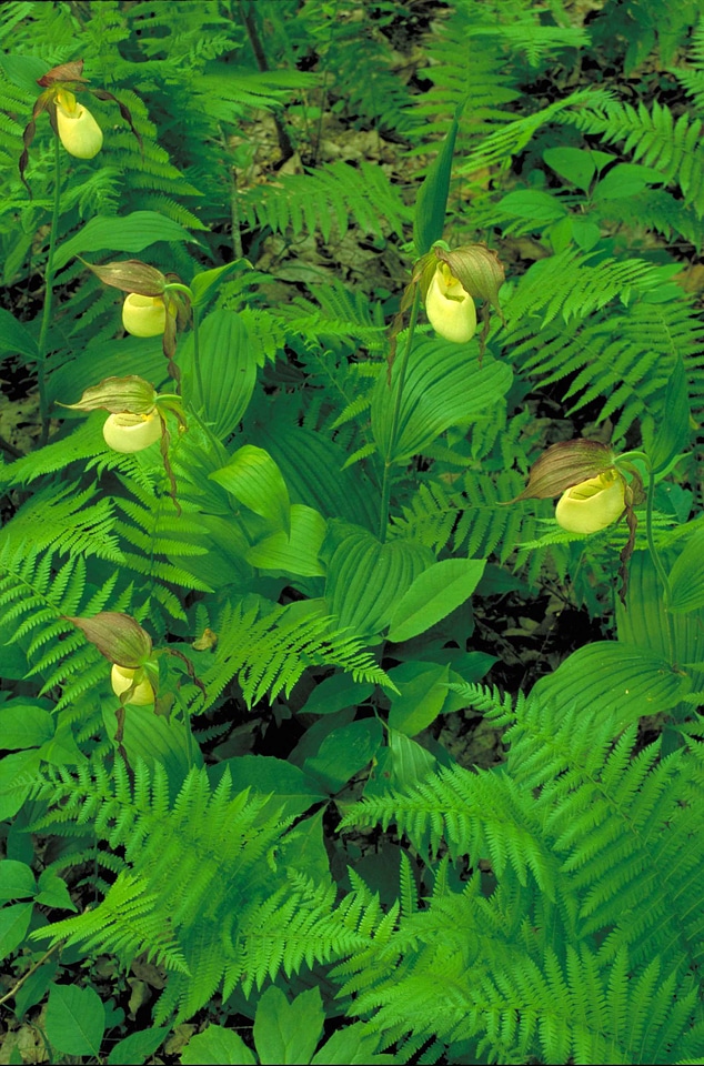Crops greenery orchid