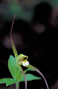 Little orchid plant