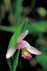 Blossom mouth orchid photo