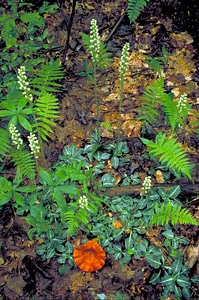 Crescent crops leaf photo
