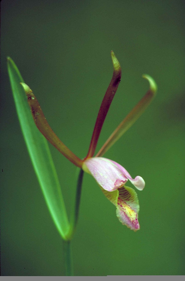 Blossoming orchid pink