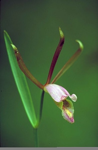 Blossoming orchid pink photo