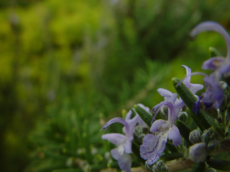 Background blossom blossoming