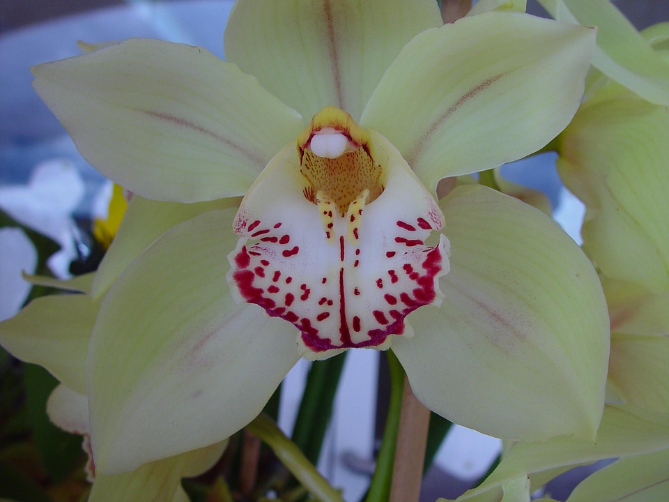 Orchid red white