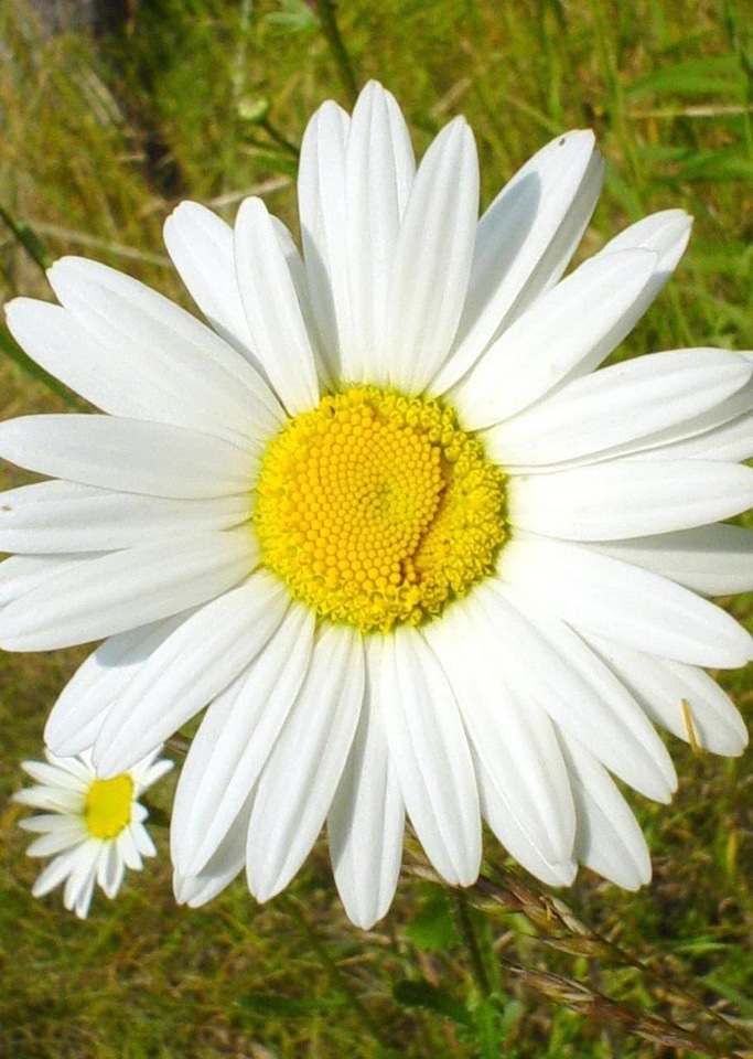 Daisy white 