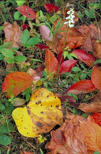 Autumn haulm leaves
