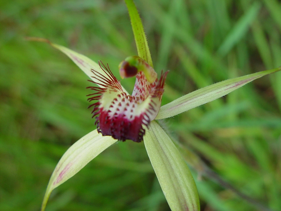 Blossoming native orchid