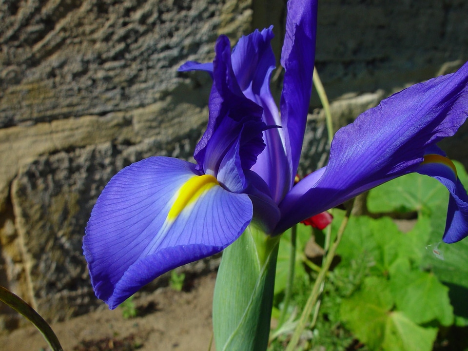 Blossom blue blue orchid