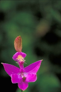 Blossom orchid pink photo