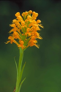 Haulm orange orange yellow