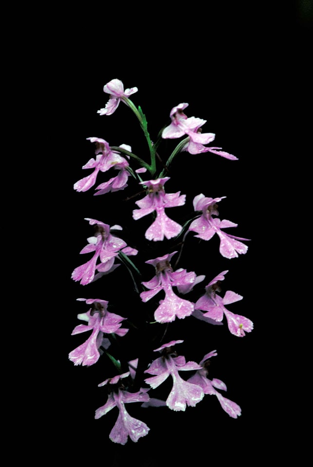 Lilac orchid photograph
