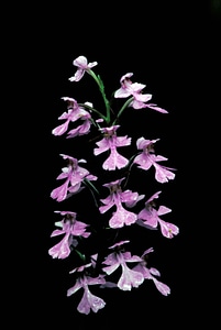 Lilac orchid photograph