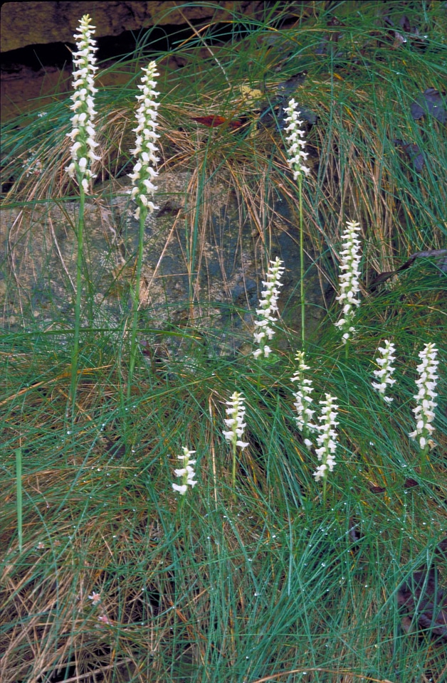 Angel crescent grass plants