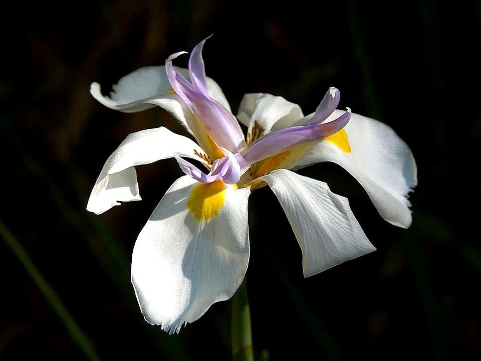 Blossom blossoming orchid