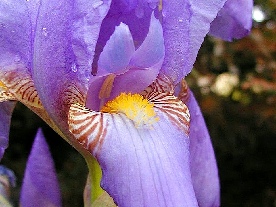 Flowers lilac purplish