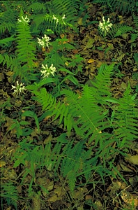 Little orchid small white