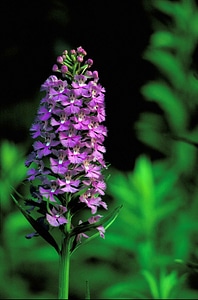 Close haulm orchid