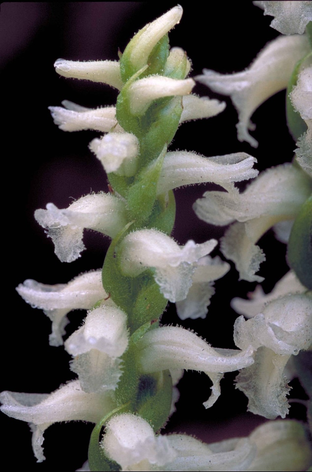 Growth haulm orchid