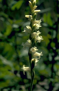 Macro orchid photo